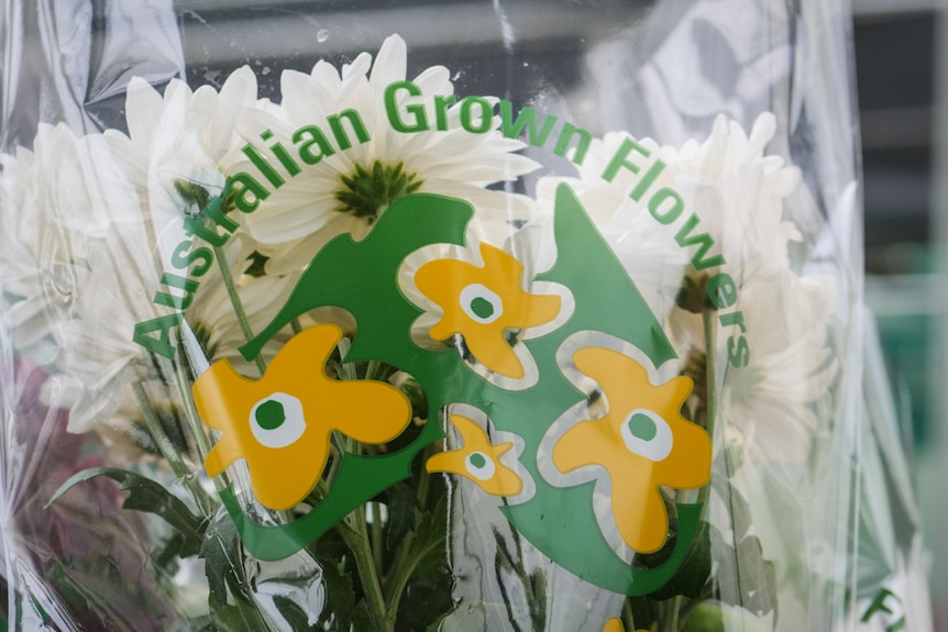 A bunch of chrysanthemums with a logo on the plastic sleeve saying Australian Grown Flowers