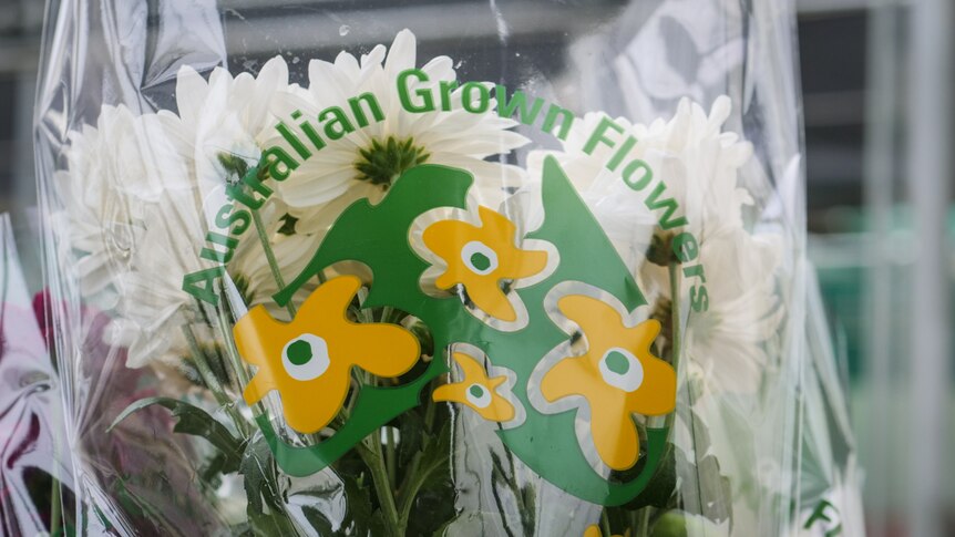 A bunch of chrysanthemums with a logo on the plastic sleeve saying Australian Grown Flowers
