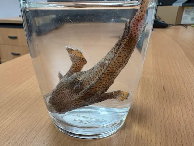 Dead brown spotted handfish in glass coffee cup on wood-look desk.