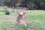 Wallabies fight for dominance