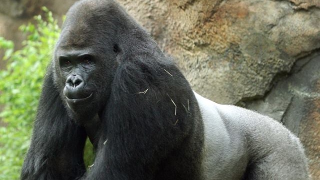Male gorilla Patrick