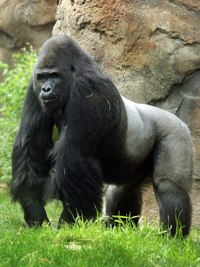 Male gorilla Patrick
