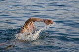 Man swimming freestyle in open water.