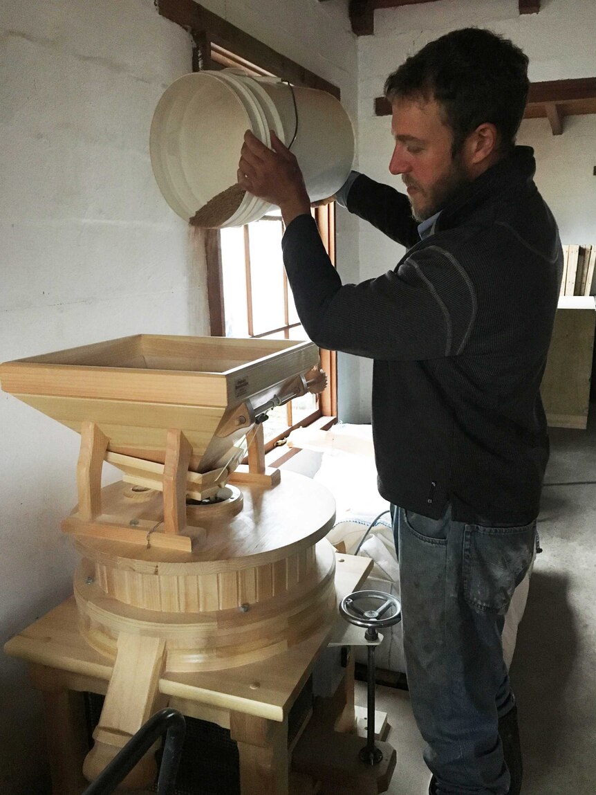 a farmer pour spelt wheat into a small hopper made from pine