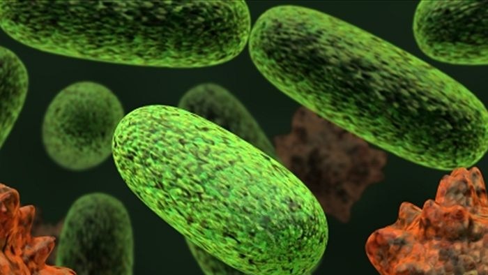 A computer rendered image of the good and bad bacteria found in the gut.