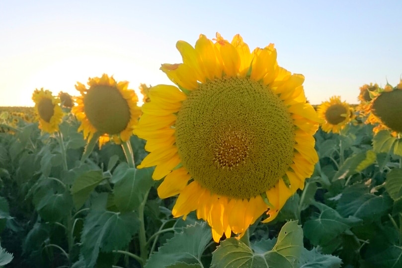 Pretty sunflowers