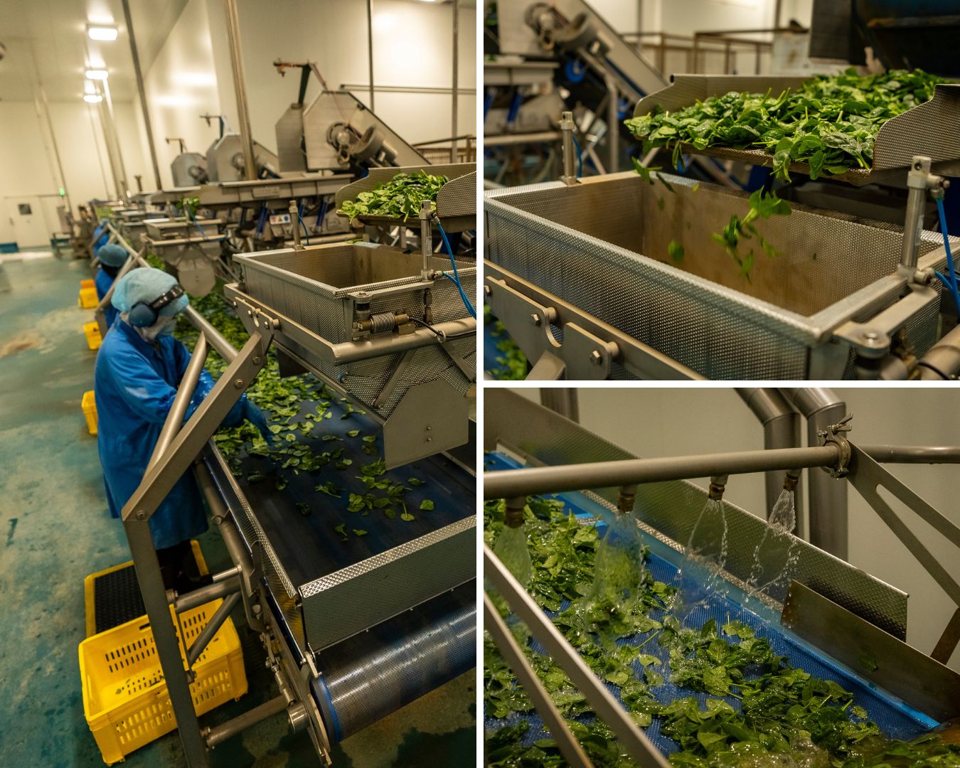 Collage of three photographs showing vegetable processing.