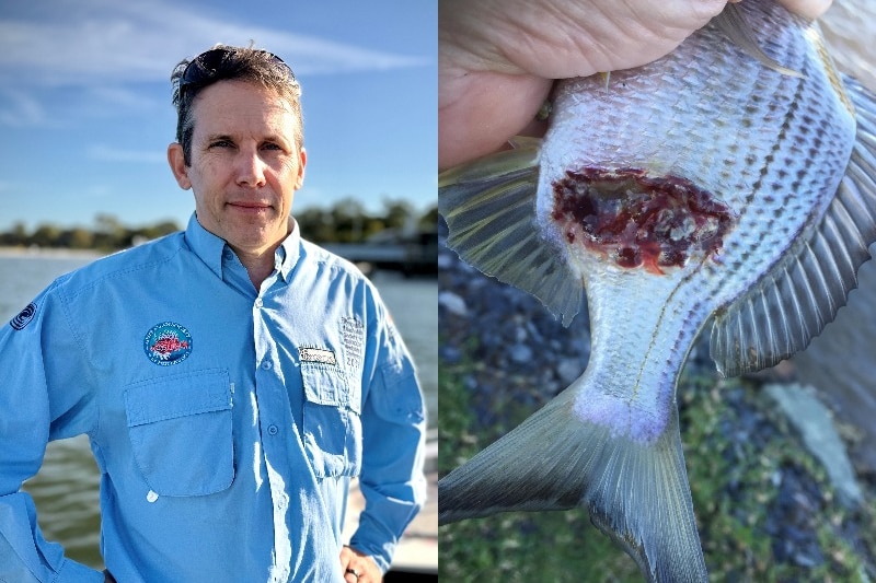 A composite image of a man in a long-sleeved light blue shirt and a fish with a large red wound on its side.