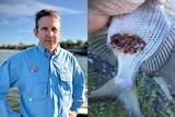 A composite image of a man in a long-sleeved light blue shirt and a fish with a large red wound on its side.