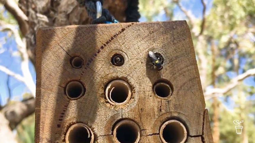 Block of wood with holes drilled into it with bee entering a hole