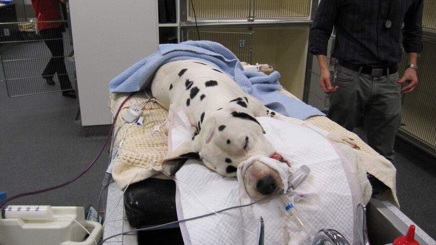 Dalmatian with tick paralysis mechanically ventilated