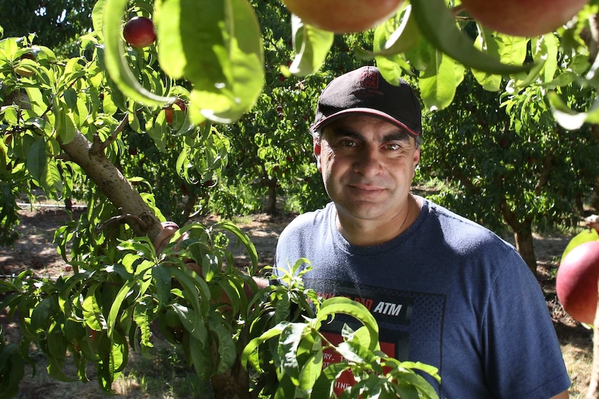 Michael Tempini stands among the trees in his orchard