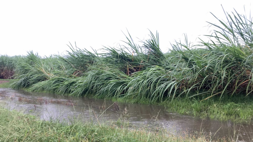 Sugar cane falling over, with lots of surface water in the foreground