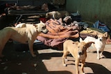 Kathleen Ngale lies on a mattress on the ground surrounded by dogs at Camel Camp in Utopia