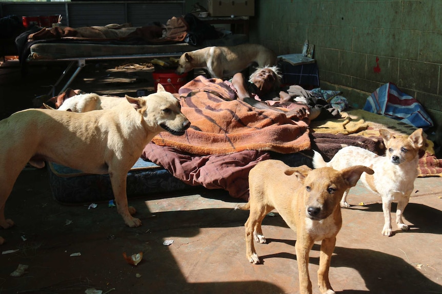 Kathleen Ngale lies on a mattress on the ground surrounded by dogs at Camel Camp in Utopia