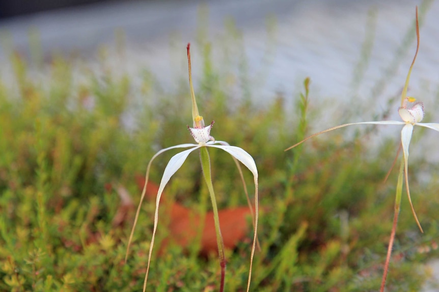 A Caladenia saggicola orchid