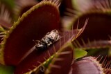 A dead insect inside a venus flytrap plant