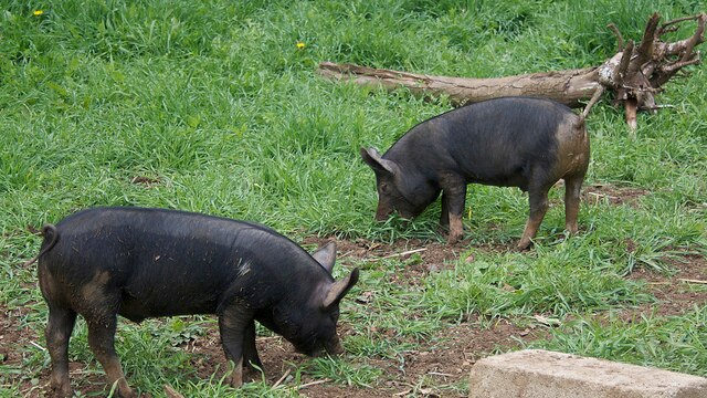 weaner pigs