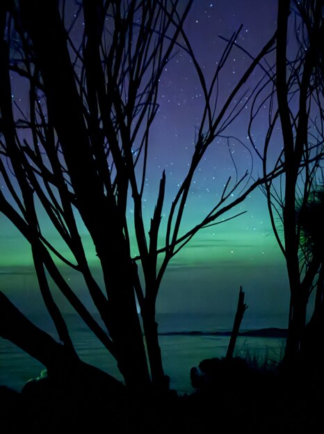 Um céu azul à noite com flashes verdes claros atrás de uma árvore
