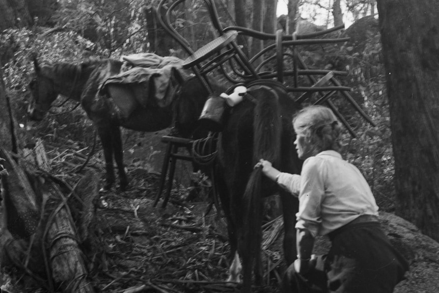 A black and white image of a woman steering a horse through dense bush land.
