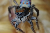Small spider with prominent eyes and lots of colour on his body - blues and reds and orange.