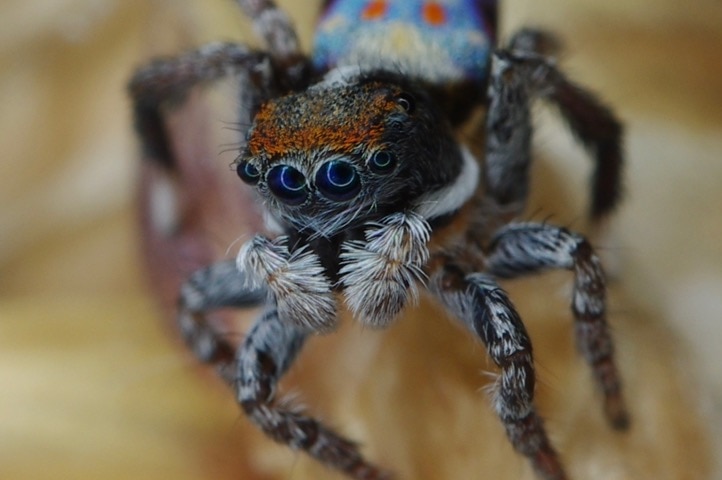 Small spider with prominent eyes and lots of colour on his body - blues and reds and orange.
