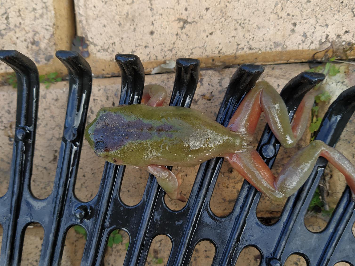 A brownish green frog sitting on the head of a plastic garden rake