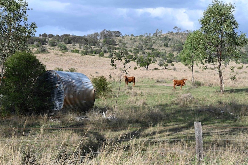 Cattle stand in a dry paddock in Biggenden.