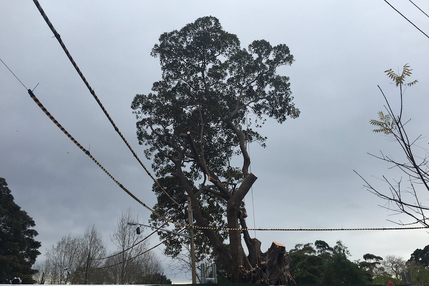 The historic fig tree, near University NSW, after it was pruned this morning.
