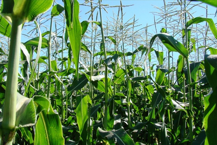 A cornfield, with the stalks high and green as they stretch up in happy supplication to the sun.