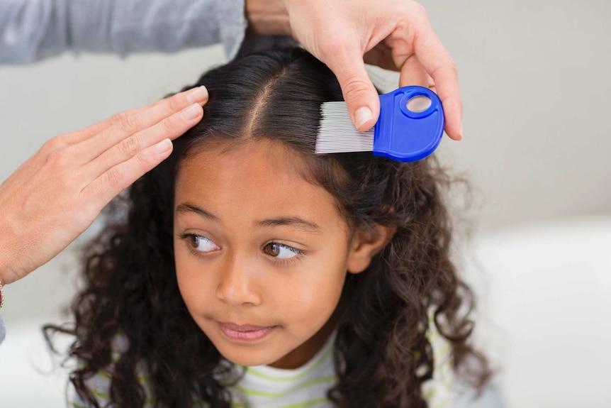 Seven myths about head lice exposed. Plus how best to treat and prevent  them in your family - ABC News