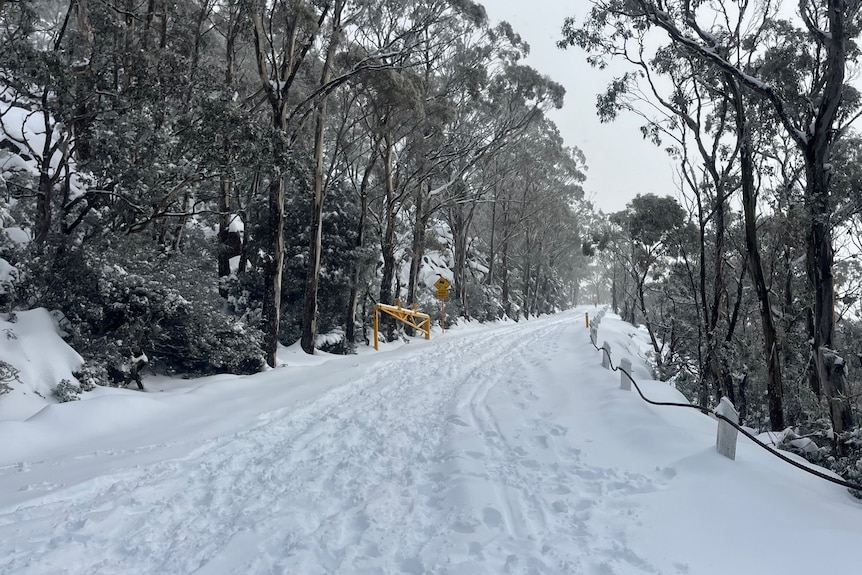 Snow on a road with trees either side