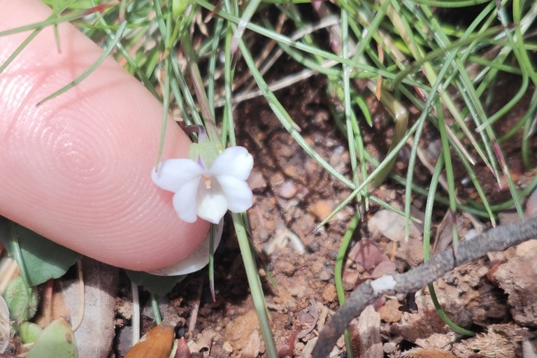 A finger next to a small white flower.