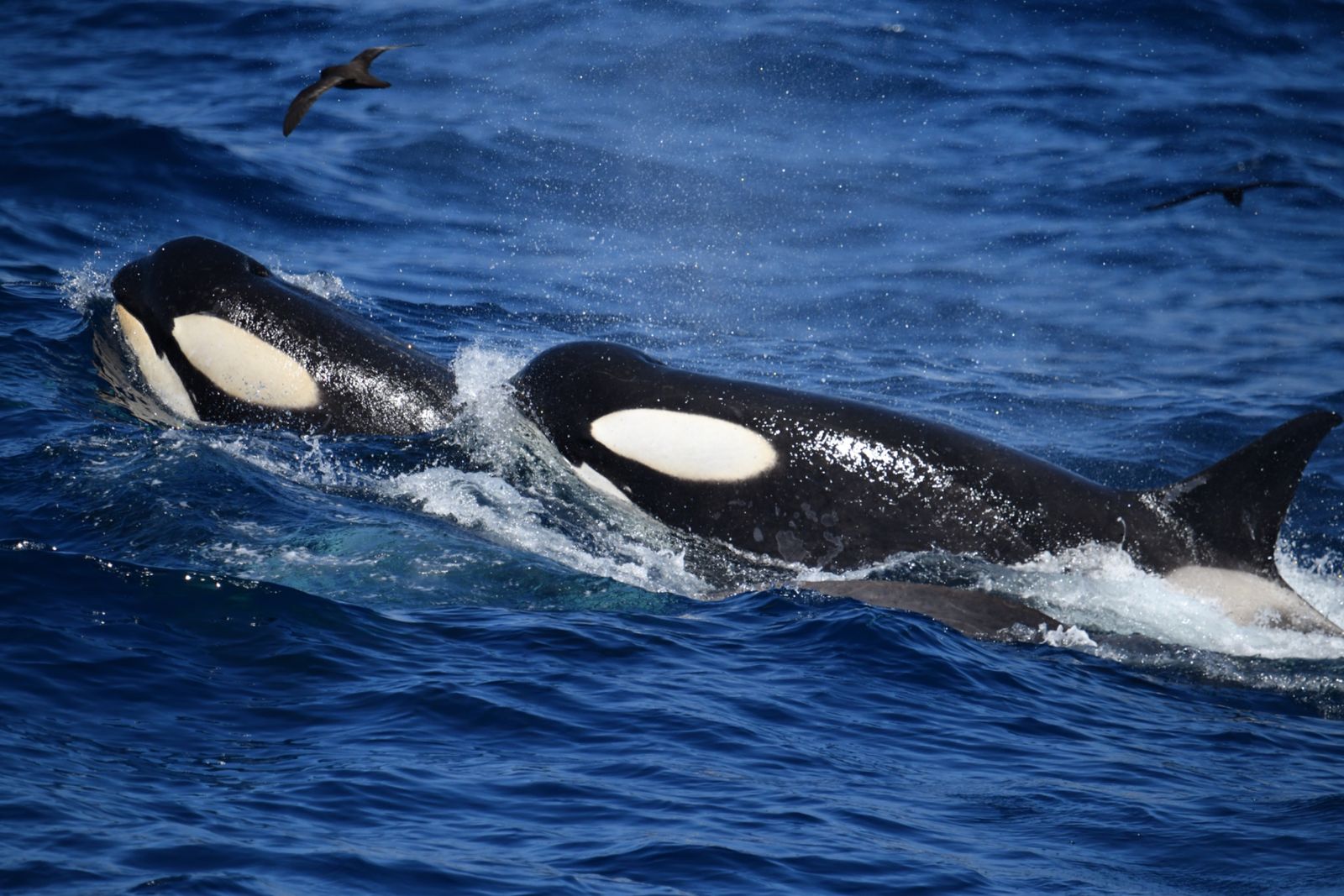 Climate change brings killer whales to our shores