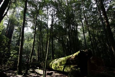 File photo: Tasmanian Forest (Flickr: NatureNut3)