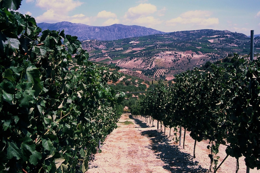 A landscape shot of trellised grape vines in Crete with mountains and countryside in the background