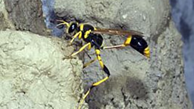 A mud dauber wasp, found in Queensland