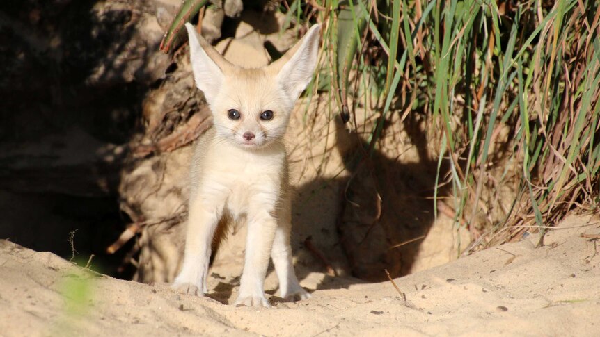 A Fennec fox kit stands outside a burrow.