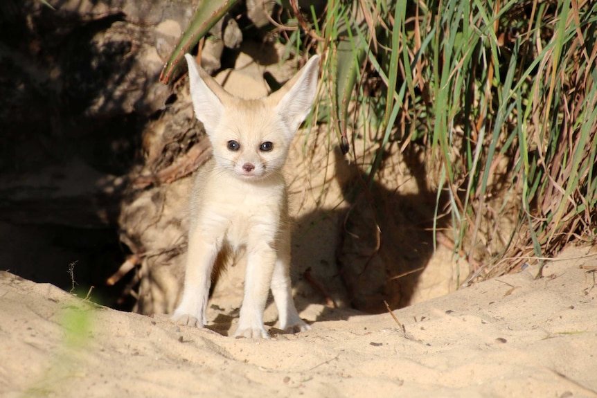 A Fennec fox kit stands outside a burrow.