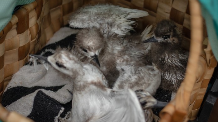 Three baby birds nestle in a basket after being rescued