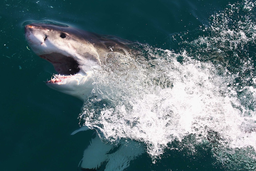 Great White Shark off South Africa