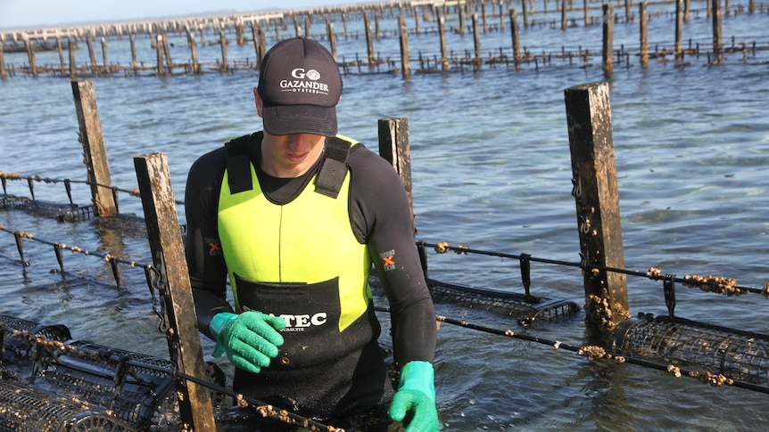 a man in a wetsuit is surrounded by oyster leasers in the water.