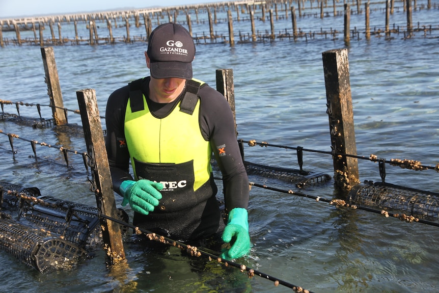 a man in a wetsuit is surrounded by oyster leasers in the water.