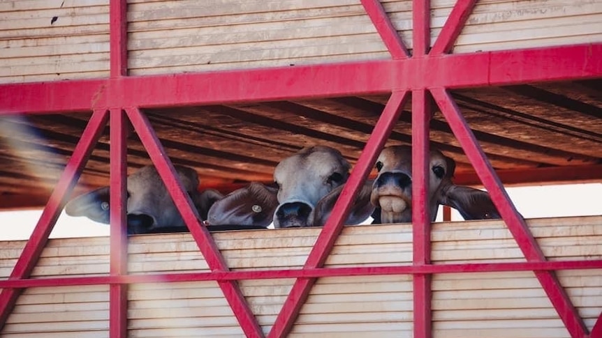 Cattle poke their heads out of a cattle truck.