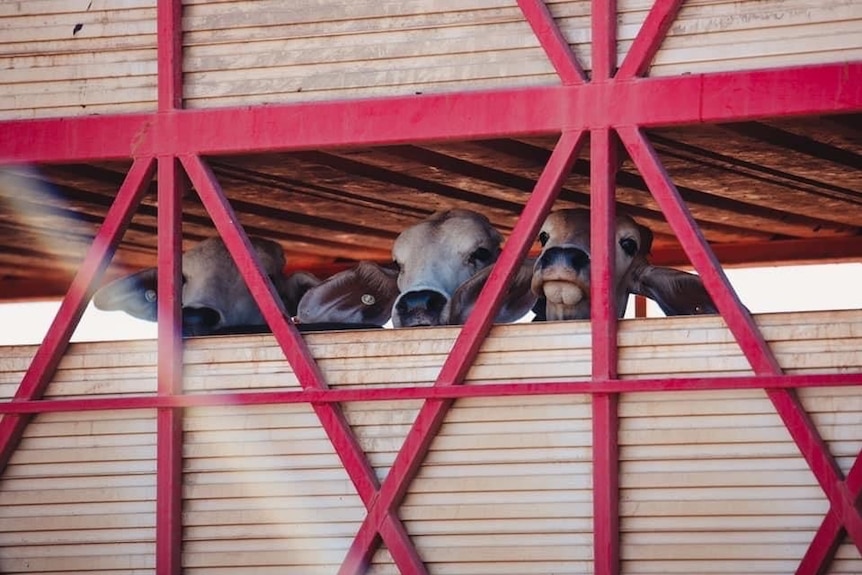 Cattle poke their heads out of a cattle truck.