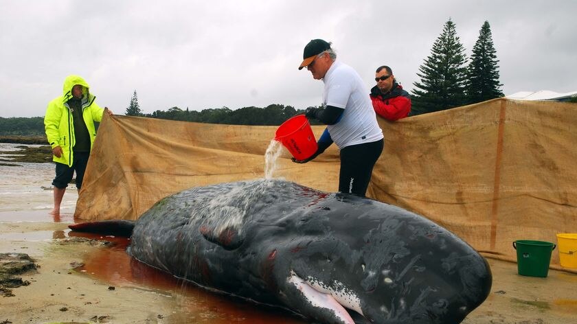 volunteers pour water over a stranded baby sperm whale