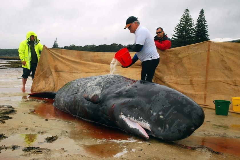 volunteers pour water over a stranded baby sperm whale