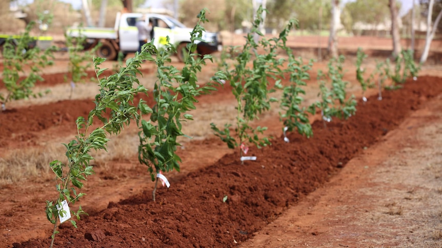 A row of green saplings with white tags recently planted in a red dirt bed, with a ute in the background.