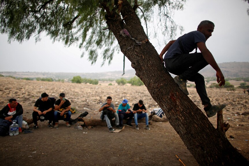 A tree with someone having climbed halfway up it, behind it are migrants sitting on a log, eating and waiting. 