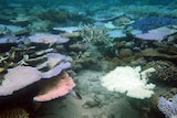 Bleached coral on the Great Barrier Reef